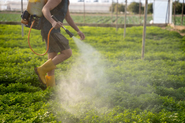 Best Local Pest Control Services  in Clearwater, MN